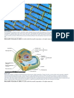 Chloroplasts: Microsoft ® Encarta ® 2009. © 1993-2008 Microsoft Corporation. All Rights Reserved