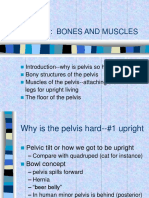 Bones, Muscles and Structure of the Human Pelvis