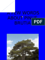 Pine Tree English Presentation