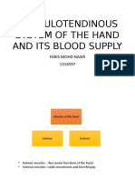 Musculotendinous System of The Hand and Its Blood