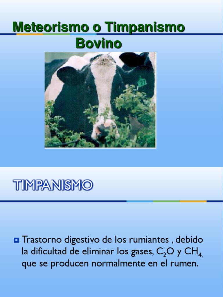 Timpanismo en Bovinos: Causas y Tratamiento | PDF | Rumiante | Naturaleza