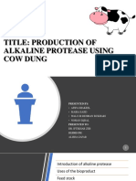 Title: Production of Alkaline Protease Using Cow Dung