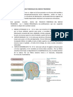 Ramas Terminales Del Nervio Trigémino