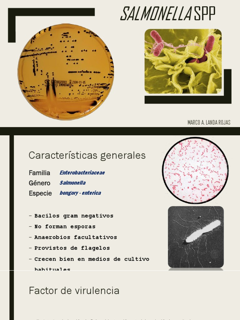 Salmonella spp1 | PDF | Salmonela | Microbiología