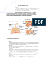 Sistema Respiratorio