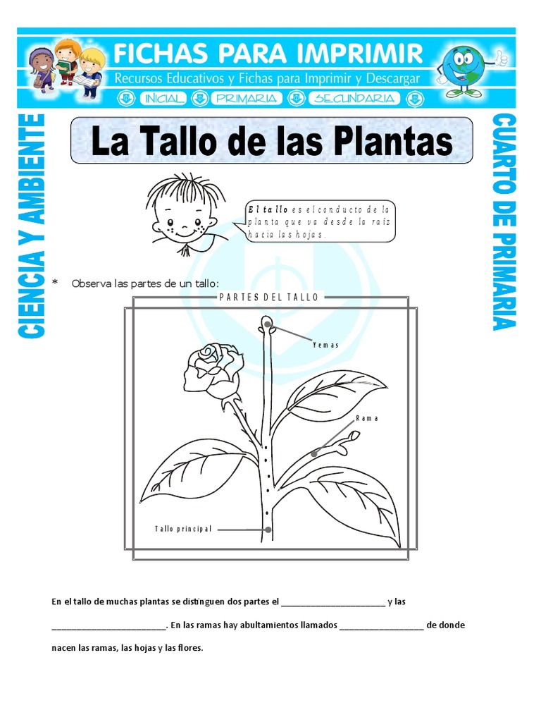 Partes y funciones del tallo en plantas | PDF | Eucariotas | Tallo de ...