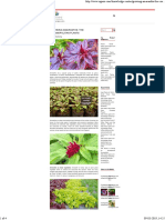 Growing Amaranths: The Cosmopolitan Plants: Kitchen Gardening