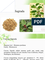 Cascara Sagrada Tanaman Herbal Laksatif Alami