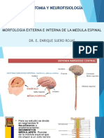 Medula Espinal Estructura Arco Reflejo