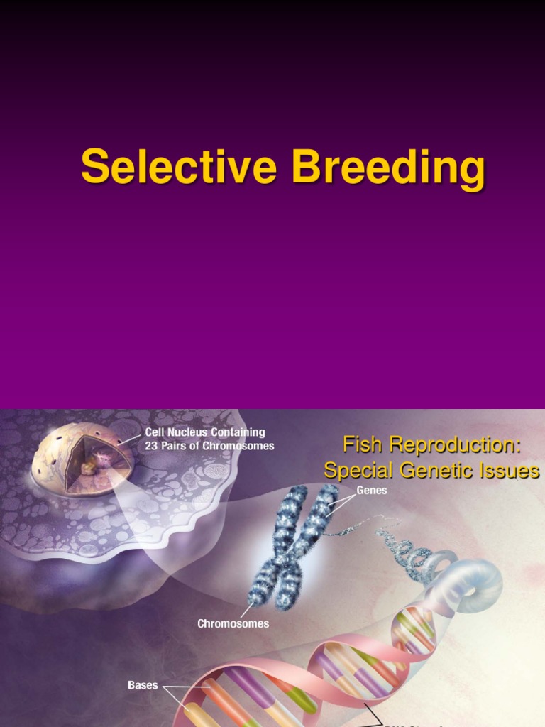 Selective Breeding PDF | PDF | Selective Breeding | Inbreeding