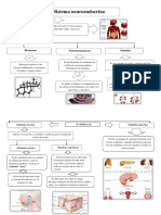 Organizador Visual Del Sistema Neuroendocrino