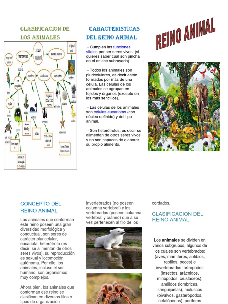Reino Animal | PDF | Taxa | Organismos