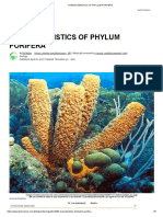 Characteristics of Phylum Porifera
