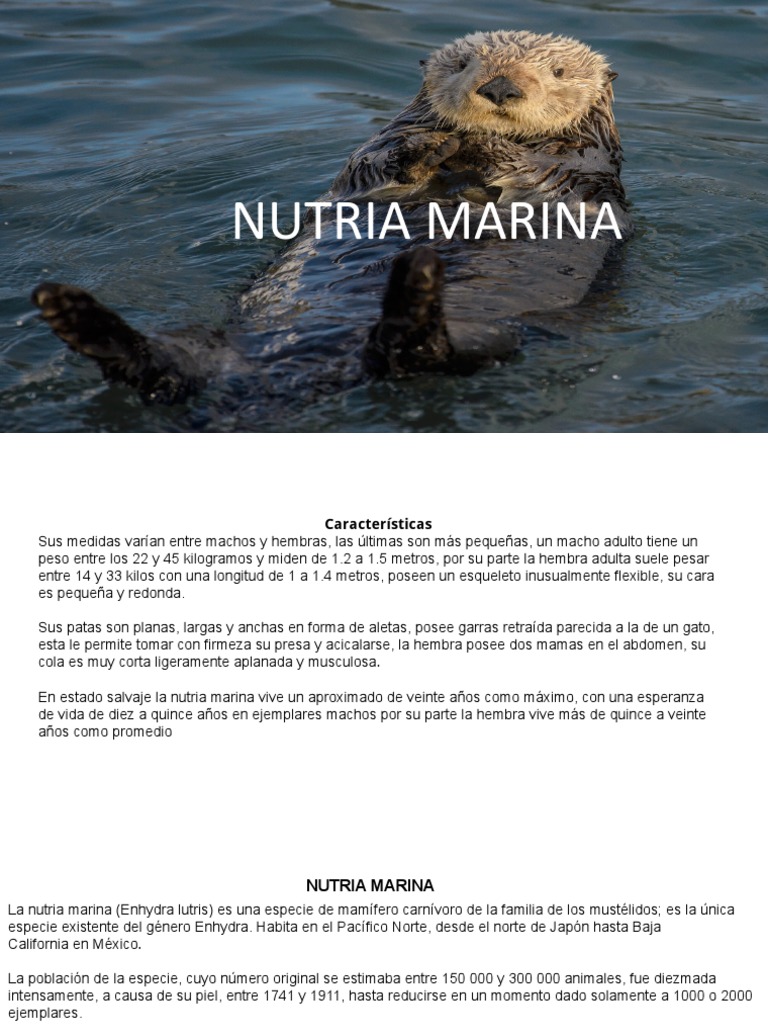 Características de la nutria marina | PDF | Organismos | Naturaleza