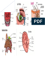Los 5 Sentidos y Sus Partes
