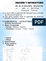 Adn Composición y Estructura