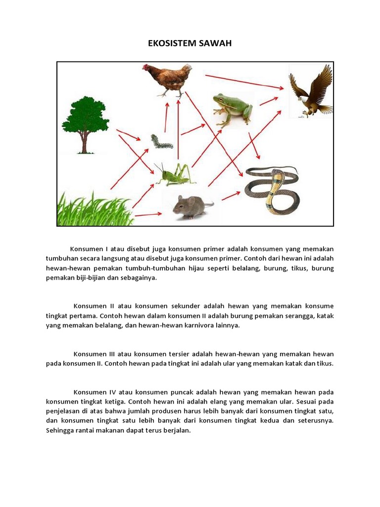Ekosistem Sawah | PDF