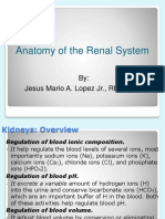 Renal System