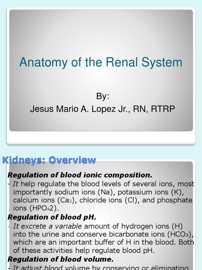 Anatomy of The Renal System By Jesus Mario A Lopez JR RN RTRP Biology Diagrams