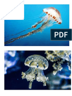medusa.docx