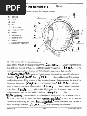 Structure Of The Human Eye Human Eye Cornea