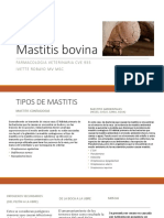 Mastitis Bovina