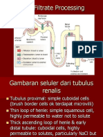 8-Tubular Reabsorption and Secretion GUS-K6