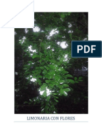 Limonaria Con Flores2 PDF