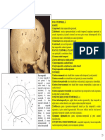 Sectiunea 5 Fosele Craniene Orbita Si Cavitatea Nazala PDF