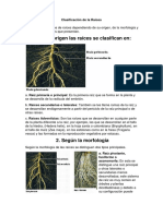 Clasificación de La Raices