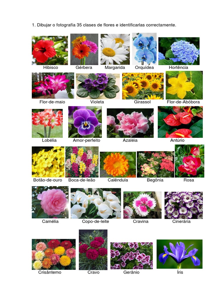 Identificação de 35 Tipos de Flores | PDF