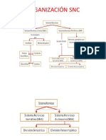 Organización SNC