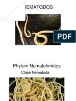 Presentación Nematodos