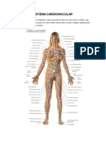 Sistema Cardiovascular