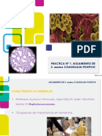 S. Aureus Coagulasa Positivo PDF