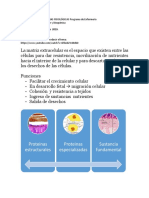 Matriz Extracelular