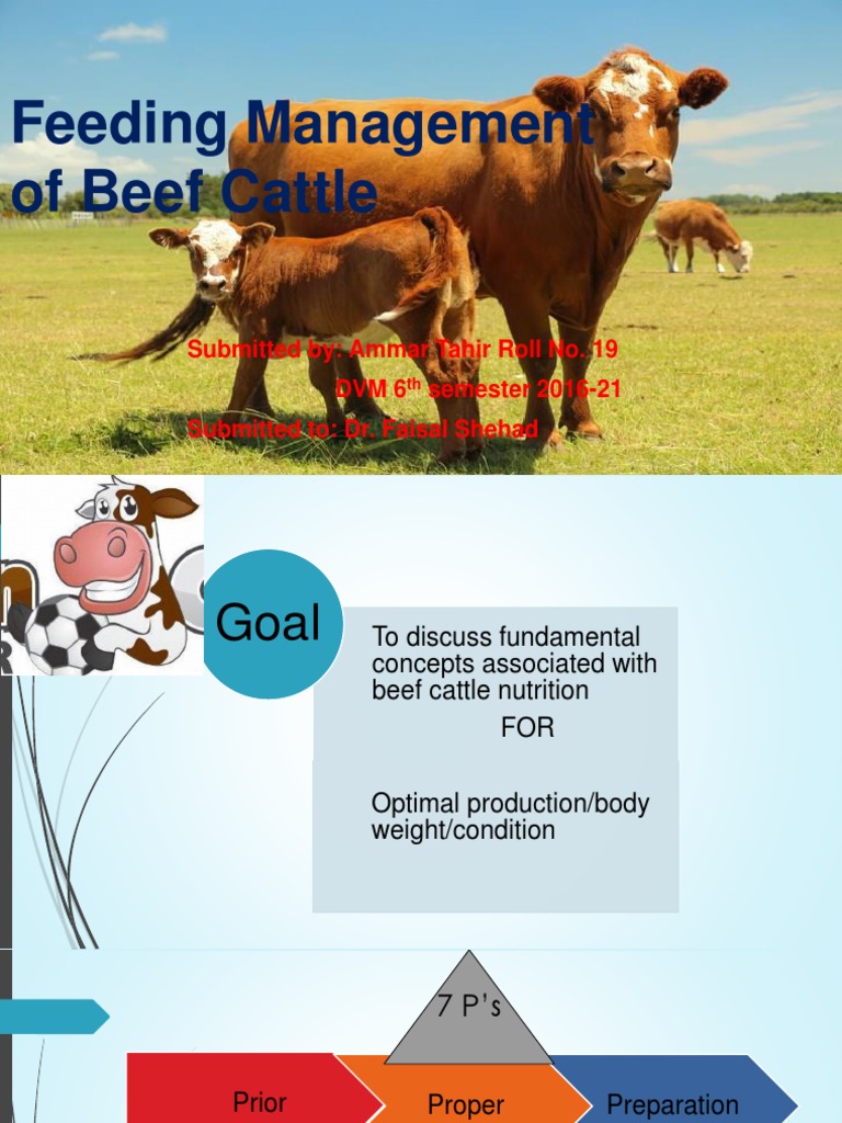 Feeding Management of Beef Cattle PDF Cattle Selenium