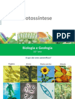 Processos fotossíntese plantas algas