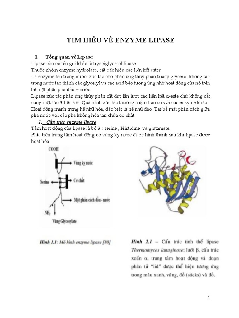 Tìm Hiểu Về Enzyme Lipase | PDF