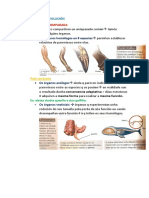 Anatomia Comparada