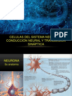 Células Del Sistema Nervioso. Conducción Neural - Leandro Magnotti