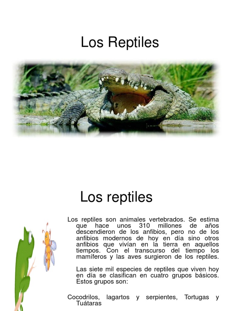 Donde Viven Los Reptiles: Descubre Sus Hábitats Fascinantes