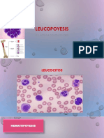 1.introducción Leucopoyesis Serie Polimorfonuclear