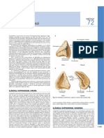 Glândula Adrenal - Grays Anatomy 40a Edição