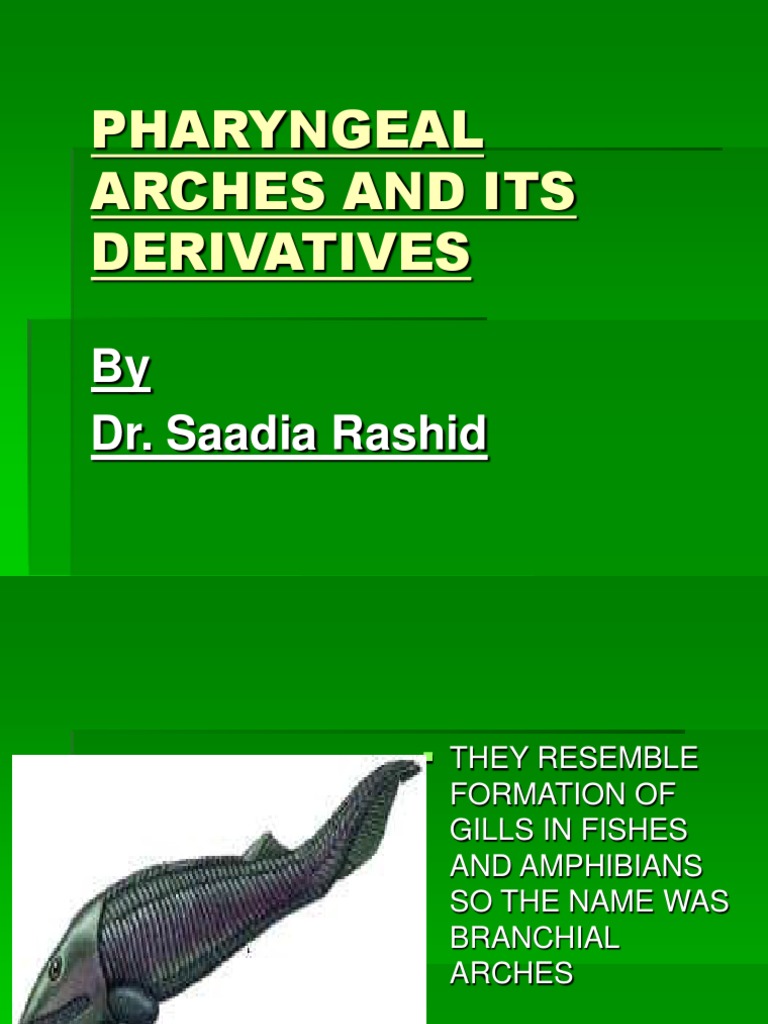 Pharyngeal Arches and Their Development | PDF | Parathyroid Gland ...