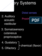 Visual 2. Auditory Acoustic Vestibular: Sensory Systems