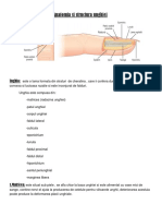 Anatomia Si Structura Unghiei