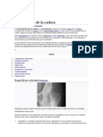 Articulación de La Cadera