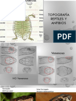 Topografía Reptiles, Mamíferos