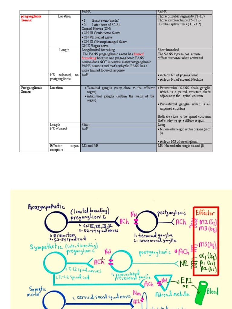 Pans Vs Sans | PDF | Autonomic Nervous System | Neuroanatomy